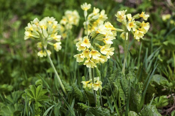 Auricula