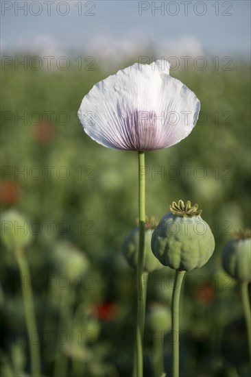 Field with Waldviertel grey poppy