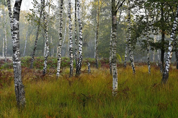 Warty birch