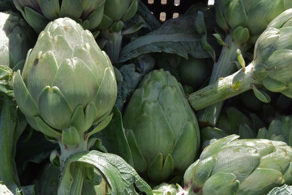 Freshly harvested artichokes