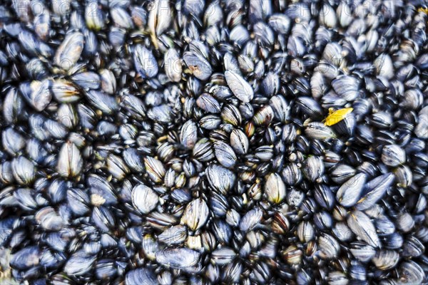 Plenty of mussels on the coast of Alentejo