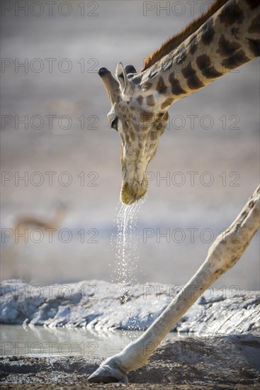 Angolan giraffe