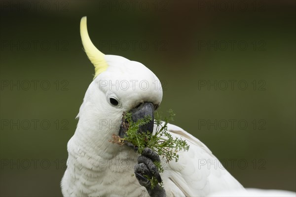 Sulphur-crested cockatoo