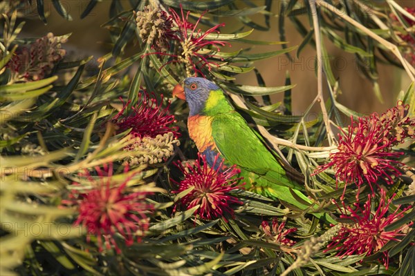 Rainbow lorikeet