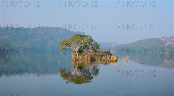 Serene morning on lake Padma Talao. Crocodiles floating. Tree and ruins are reflected in mirror water. Ranthambore National Park