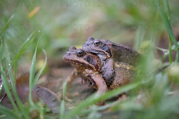 Grasfrosch