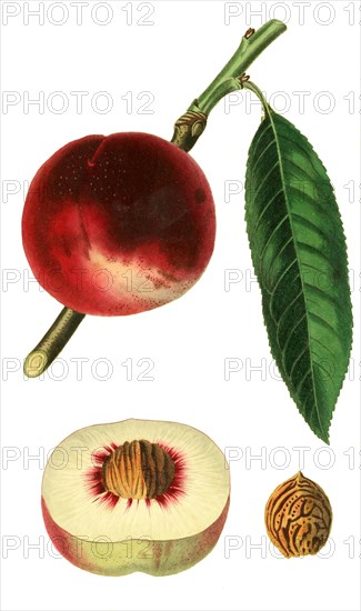 Nektarine