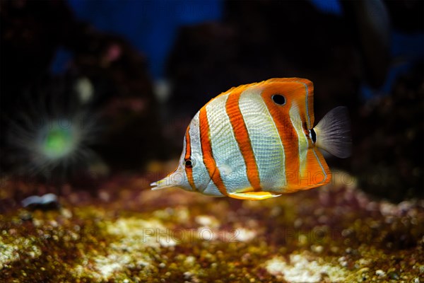 Copperband butterflyfish