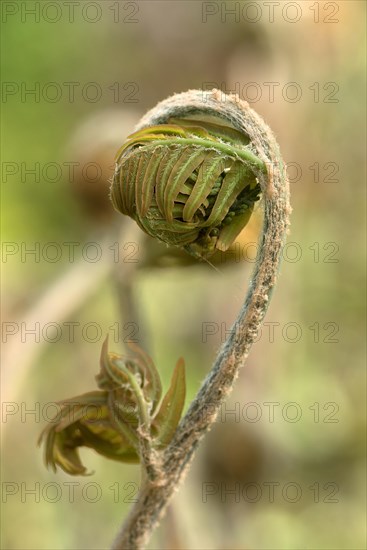 Rolled-up leaf of a royal fern