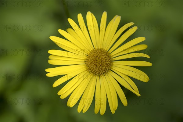 Flower of a leopard's bane