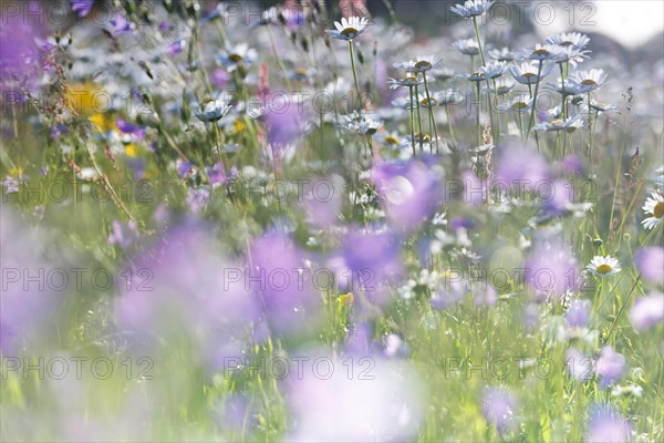 Blur experiment on a flowering meadow in summer