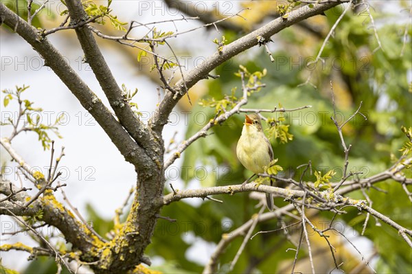 Melodious warbler