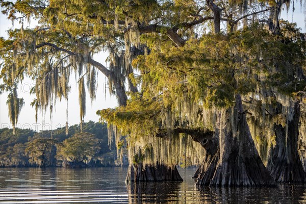 Bald cypresses