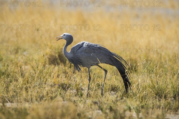 Paradise crane