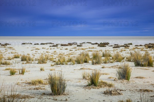 Sparse vegetation at the edge of the salt pan