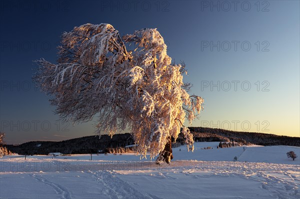 Snow-covered hornbeam