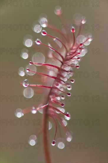 Oblong-leaved sundew