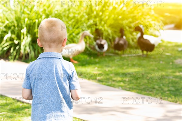 Curious young boy watching the ducks at the park