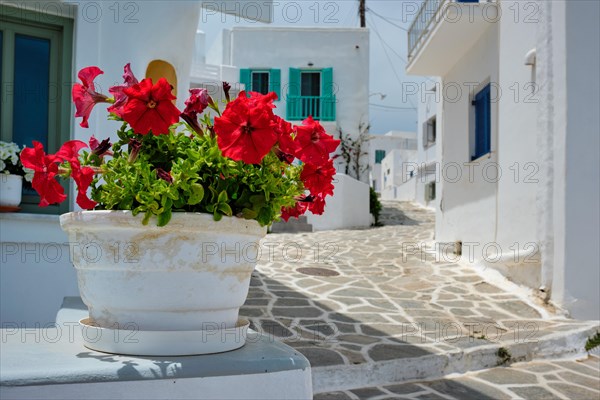 Picturesque narrow street with traditional whitewashed houses with focus on blooming geranium flower of Naousa town in famous tourist attraction Paros island