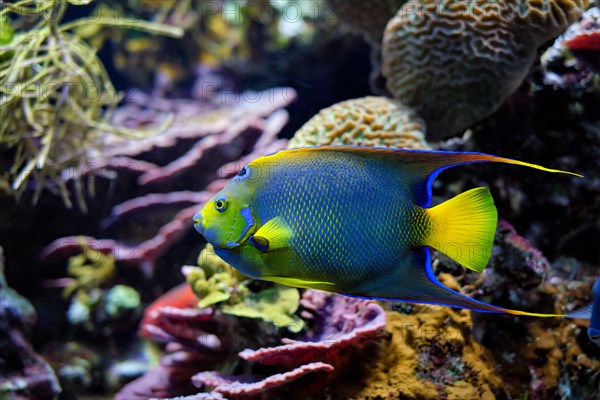 Queen angelfish