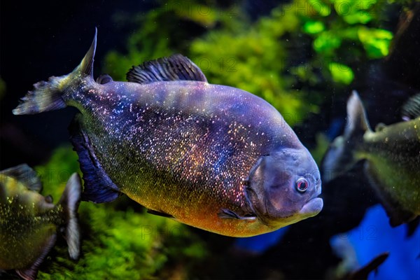 Red-bellied piranha