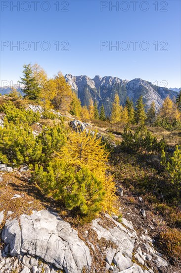 Larch forest in autumn