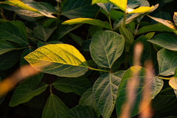 Closeup of green leaves of soybean plant