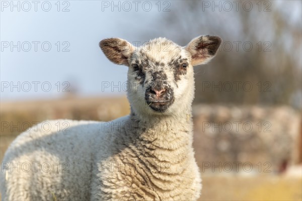 Portrait of lamb in pen in spring. Alsace