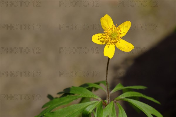 Yellow Anemone