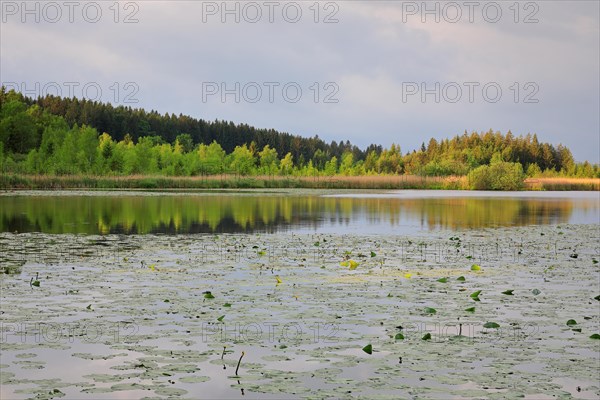 Yellow water-lily