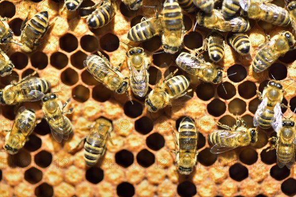 Workers of the honey bee