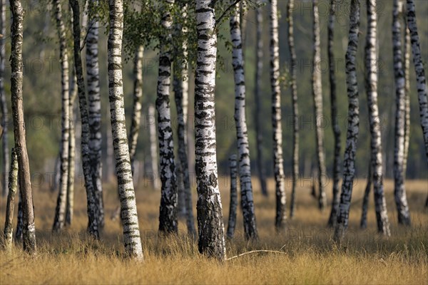 Warty birch