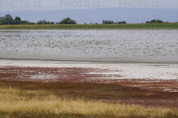 Dried-up salt puddle in late summer