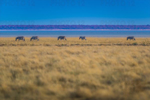 Burchell's zebra