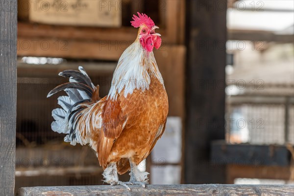 Portrait of a Rooster crowing in a farmyard. Educational Farm