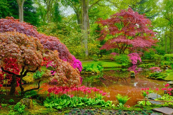 Little Japanese garden after rain