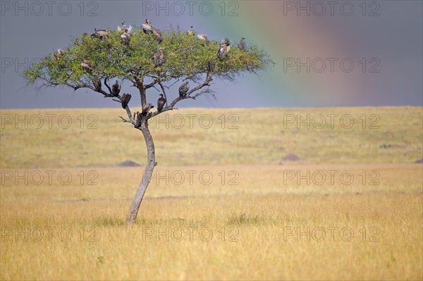 Umbrella acacia