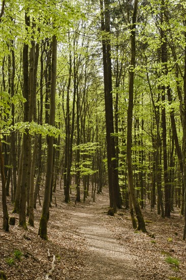 Hiking trail through the beech forest