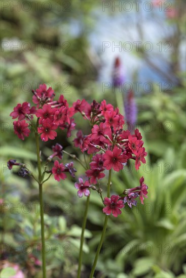 Red garden phlox