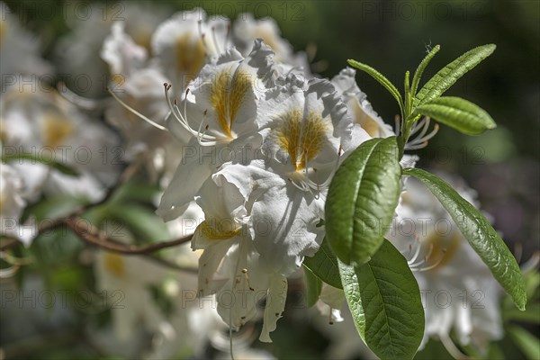 White flower of a Western Azalea