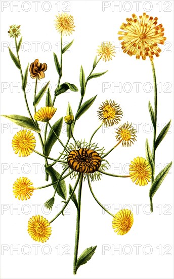 Calendula prolifera