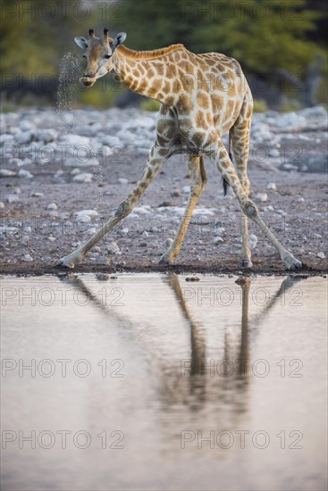 Angolan giraffe