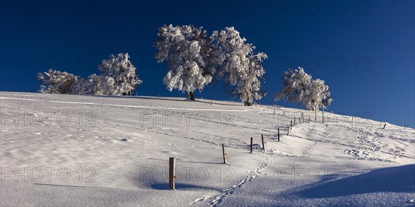 European beech