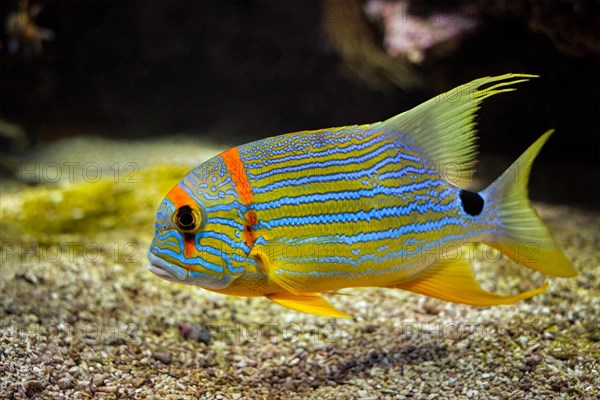 Sailfin snapper blue-lined sea bream