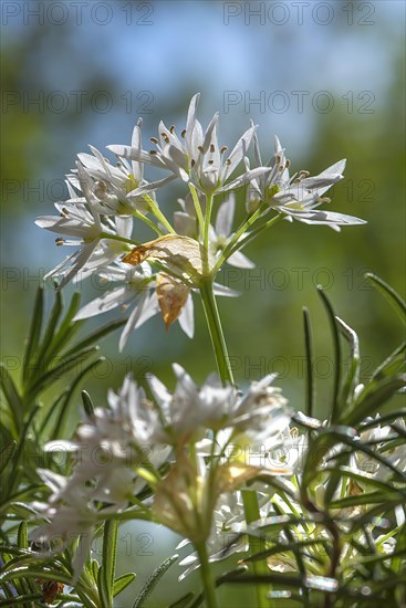 Ramsons