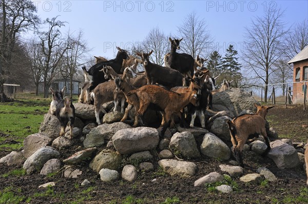 Goat lambs climbing on a cairn on an estate