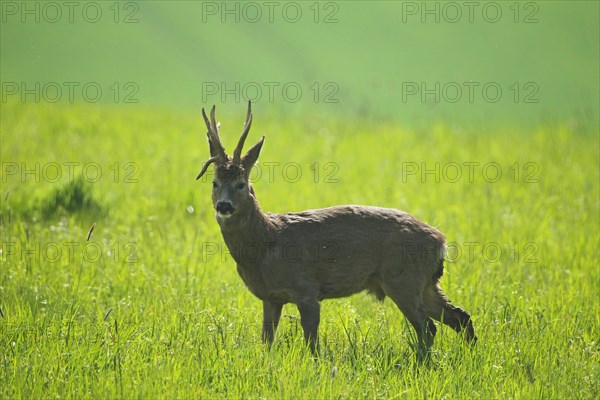 Roe deer