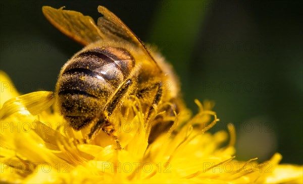 Detail closeup of honeybee