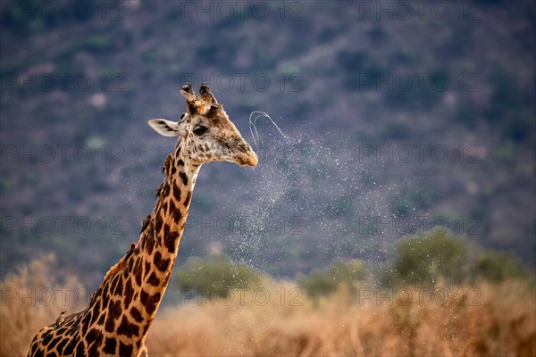 Maasai giraffe