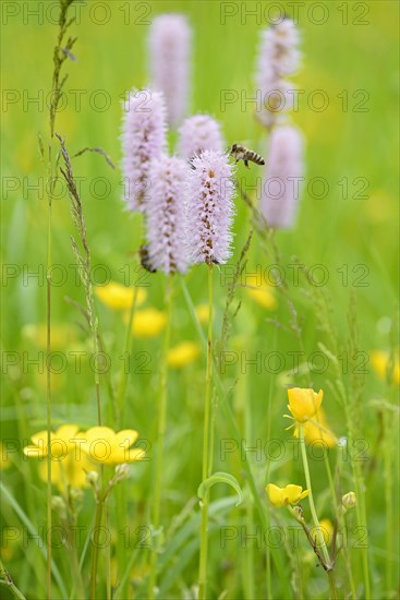 Meadow bistort